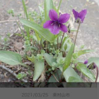すみれ(山野草・多年草)の苗  ５株(プランター)