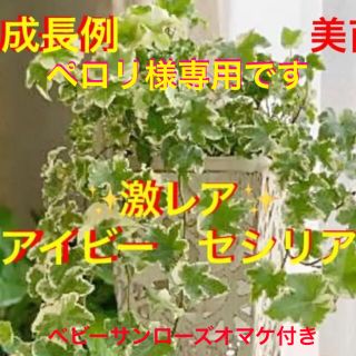 観葉植物　アイビーヘデラ　人気のセシリア　抜き苗　3本　速達代込み(その他)