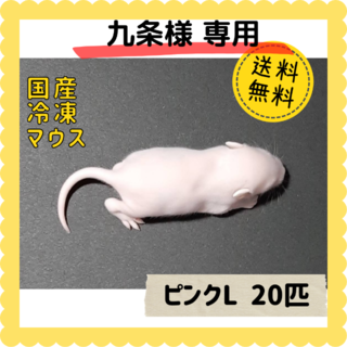 【九条様専用】国産冷凍マウス ピンクL 20匹(ペットフード)