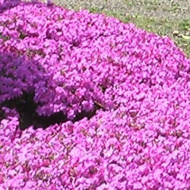 芝桜 シバザクラ ピンク 12ポット