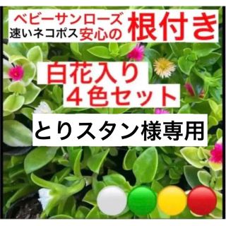 ④安心の根付き☆白花入り☆ベビーサンローズ☆４色セットよく増える⛳️初心者向き☆(プランター)