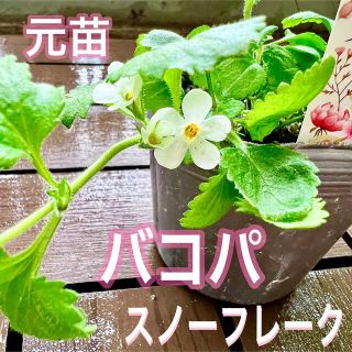 バコパ　スノーフレーク　純白なお花　元苗　(ステラ)(その他)