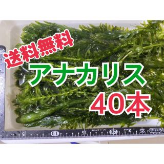 お得無農薬アナカリス20cm以上40本 水草産卵床産卵用日陰作りメダカ金魚に(アクアリウム)