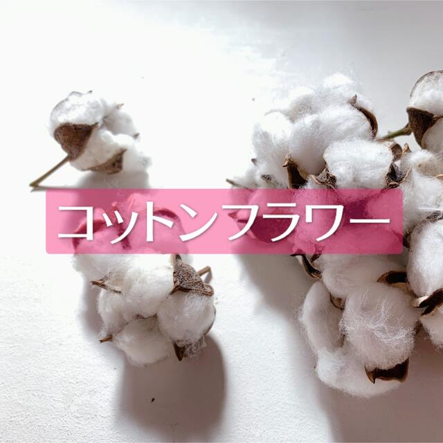 兵庫県産 無農薬 コットンフラワー 綿花 20個 ハンドメイドのフラワー/ガーデン(ドライフラワー)の商品写真