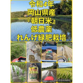 令和4年岡山県産　低農薬『れんげ緑肥栽培』『朝日米』玄米10キロ　送料無料(米/穀物)