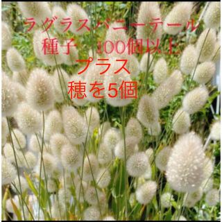 ラグラスバニーテール　種子　花の種(その他)