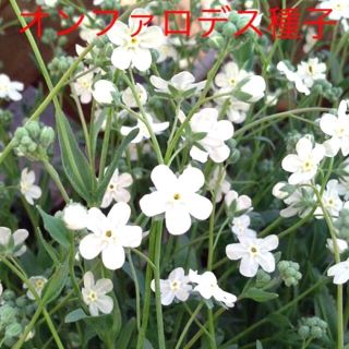 オンファロデス　種子　花の種(その他)