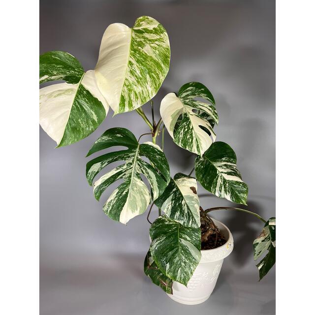 モンステラ　斑入り　ホワイトタイガー　Monstera borsigiana 9