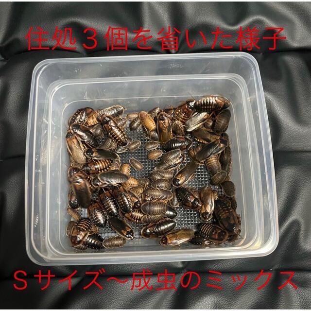 ステンレス金網使用 デュビア コオロギ レッドローチ 飼育ケース