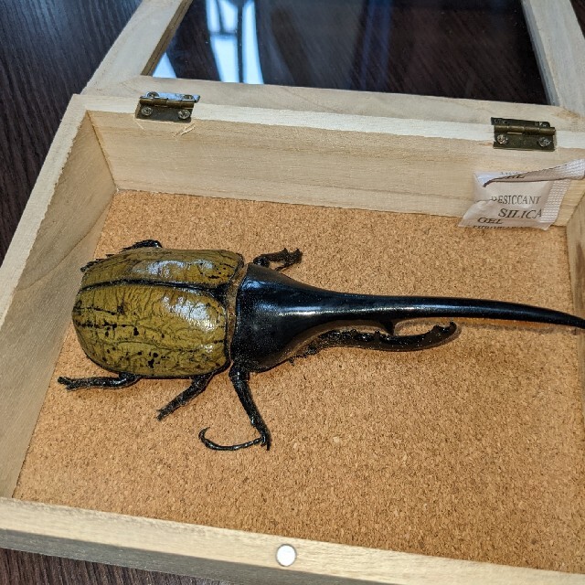 ヘラクレスオオカブト標本14.5センチ