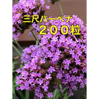 花の種 三尺バーベナ 種 200粒以上 宿根草 多年草 花種 種子(その他)