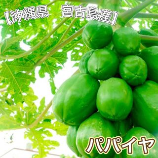 【SALE】パパイヤ 沖縄県 宮古島産(野菜)