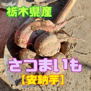 栃木県産　さつま芋【安納芋】(野菜)