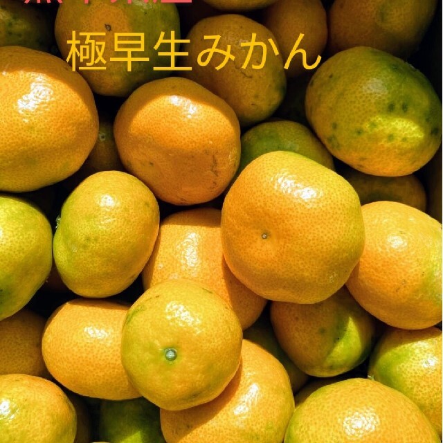 熊本県産極早生みかん20㎏