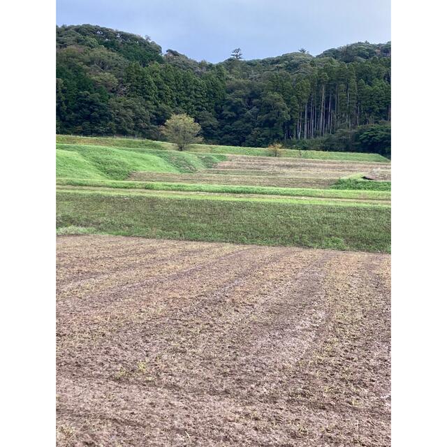 棚田　中山間地区　農家直送コシヒカリ　新米　千葉君津　遠赤外線2段乾燥　10k 食品/飲料/酒の食品(米/穀物)の商品写真