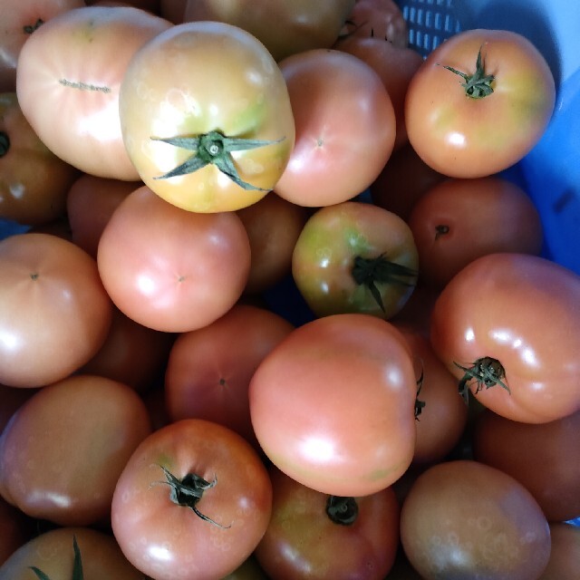 ともにゃおん様　麗月トマト６キロ 食品/飲料/酒の食品(野菜)の商品写真