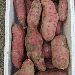 ①岡山県産  さつまいも  6.5キロ  農薬不使用(野菜)