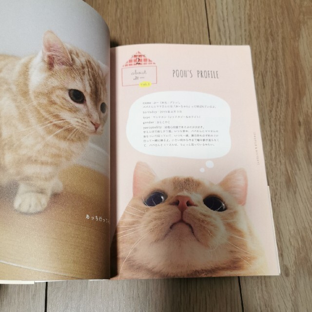 ぷー　はじめての写真集 エンタメ/ホビーの本(その他)の商品写真