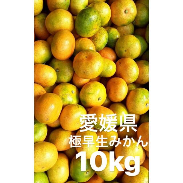 愛媛県 極早生みかん 柑橘 10kg