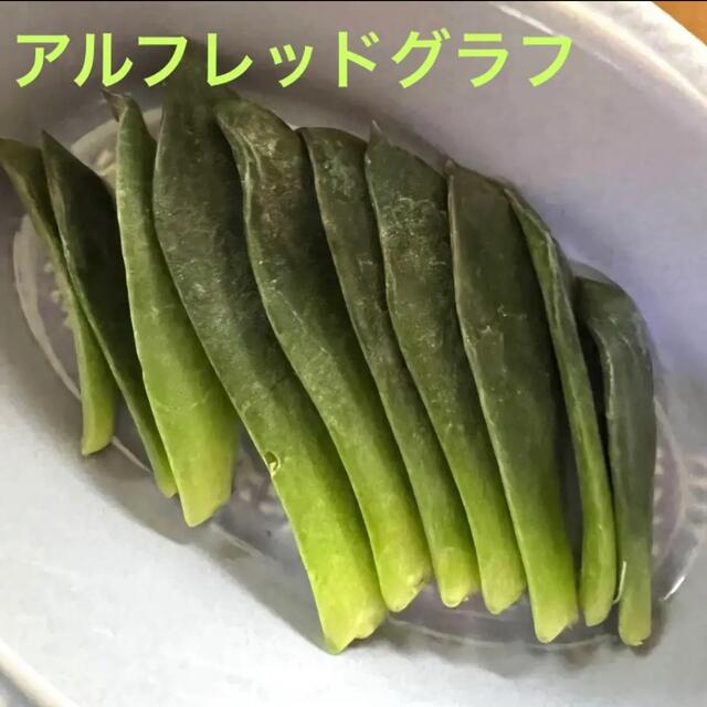 多肉植物 アルフレッドグラフ 葉挿し 葉っぱ 10枚 ハンドメイドのフラワー/ガーデン(その他)の商品写真