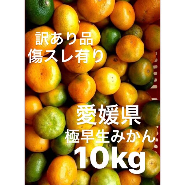 愛媛県産 早生みかん 10kg SS〜3S 小玉 - フルーツ