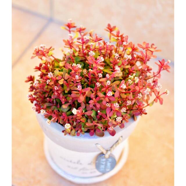 【多肉植物】紅稚児 カット苗3本 ハンドメイドのフラワー/ガーデン(その他)の商品写真