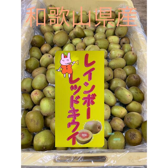 和歌山県産レインボーレッドキウイ☆小玉サイズ☆正味1kg《未完熟品》 食品/飲料/酒の食品(フルーツ)の商品写真