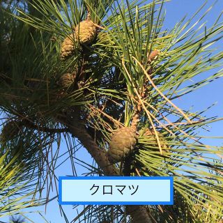 クロマツの種　30個＋α(その他)