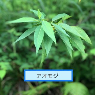 アオモジの種　30個＋α(その他)