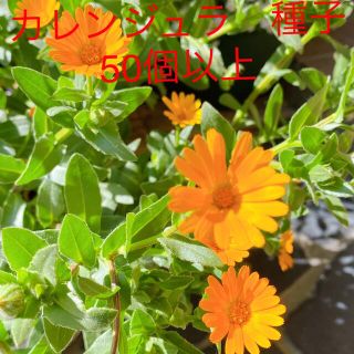 カレンジュラ　種子　花の種(その他)