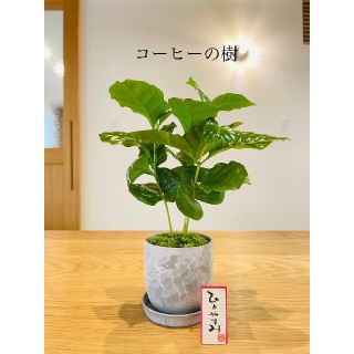 コーヒーの樹の苔盆栽(受け皿つき)(その他)