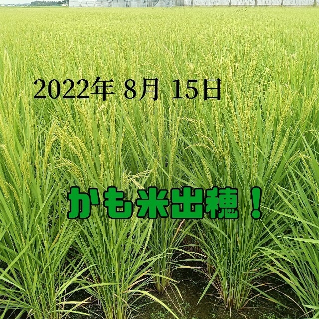 無農薬米新潟県産コシヒカリ15k 5