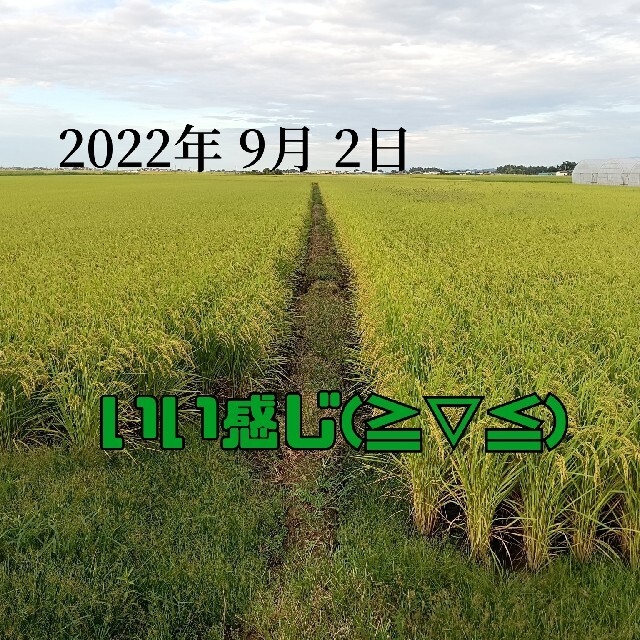 無農薬米新潟県産コシヒカリ15k 6