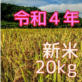 きらく様専用　令和４年産新米 低農薬玄米２０キロ (精米サービス中)(米/穀物)