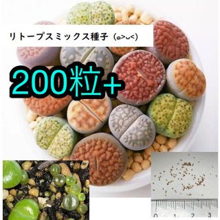 リトープス ミックス種子 200粒+(その他)