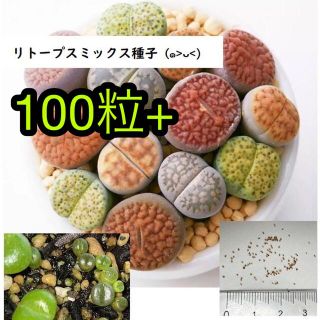 リトープス ミックス種子 100粒+(その他)