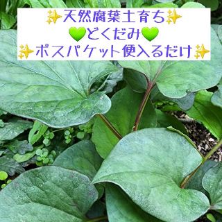 只今新芽の季節🌿✨💚無農薬天然腐葉土育ち💚✨どくだみ✨(その他)