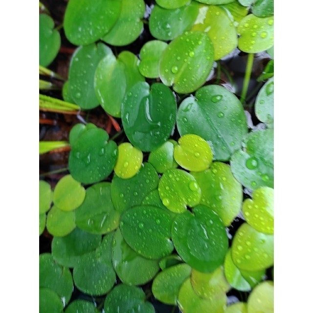 ウォーターポピー　水草　ビオトープ　水性植物 その他のペット用品(アクアリウム)の商品写真