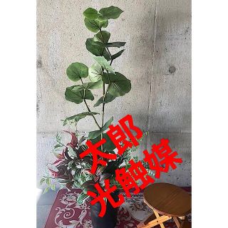 光触媒　人工観葉植物　ウォールグリーン　フェイクグリーン　シーグレープ1.25