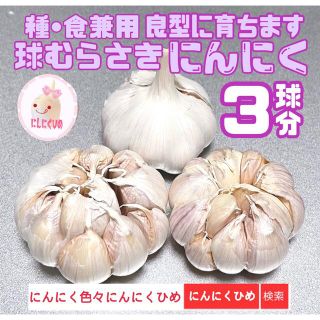 珠むらさき　2球　嘉定種1球　種ニンニク　バラシて即日出荷　にんにくひめ(野菜)