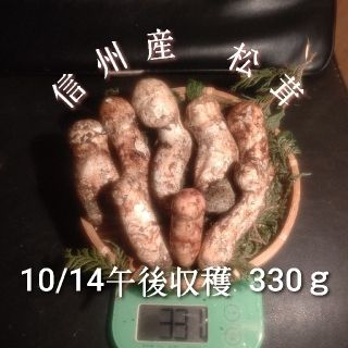 クール便対応 信州産 松茸 つぼみ 天然本しめじオマケ付き 10/14収穫(野菜)