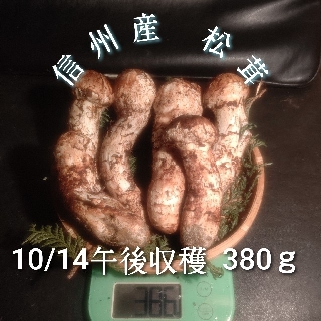 クール便対応 信州産 松茸 つぼみ 天然本しめじオマケ付き 10/14収穫