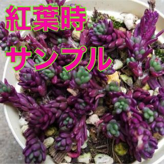 ピンクに紅葉する多肉植物　ピンキー　抜き苗30本 即購入歓迎(その他)