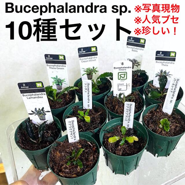 ◆ブセファランドラSP.10種セット（良株） #ブセさかな屋 水草　クダカン