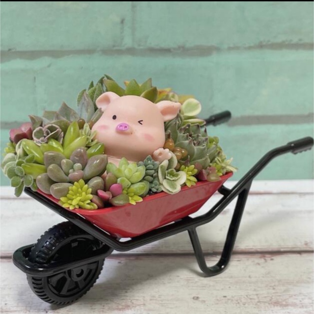 多肉植物　寄せ植え ハンドメイドのフラワー/ガーデン(その他)の商品写真