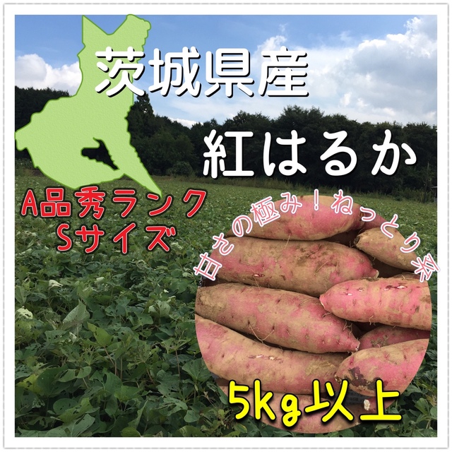 茨城県産【紅はるか】SサイズA級品【5kg】甘さを極めた絶品さつまいも 食品/飲料/酒の食品(野菜)の商品写真