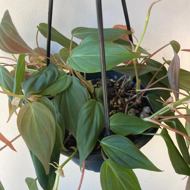 観葉植物フィロデンドロン　ミカンス　吊り鉢 ハンドメイドのフラワー/ガーデン(その他)の商品写真