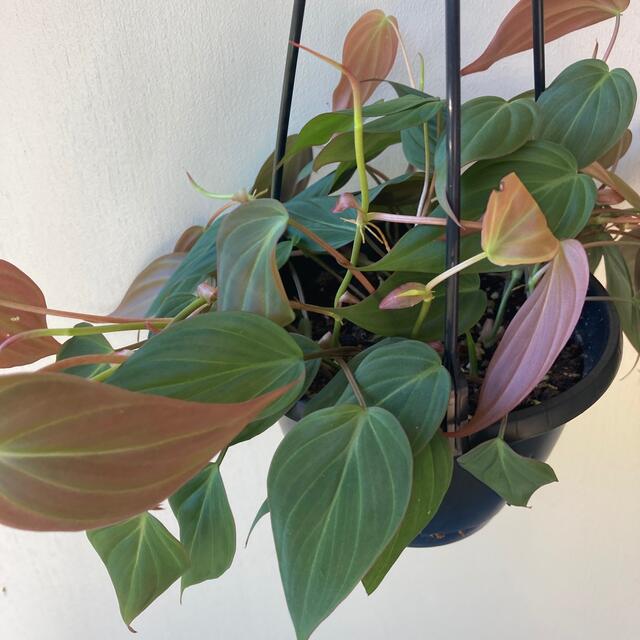 観葉植物フィロデンドロン　ミカンス　吊り鉢 ハンドメイドのフラワー/ガーデン(その他)の商品写真