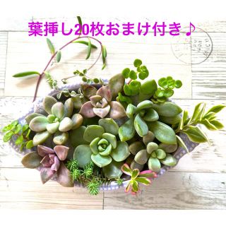 多肉植物 寄せ植えセット♡白牡丹パープルディライト月花美人だるま秀麗などカット苗(その他)