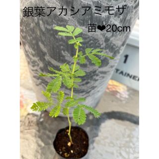 19日まで限定❤︎銀葉アカシア　ミモザの苗　20cm❤︎ネコポス　無農薬(ドライフラワー)